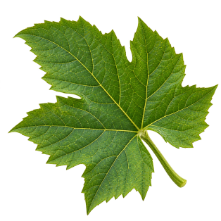 torai_green_leaf